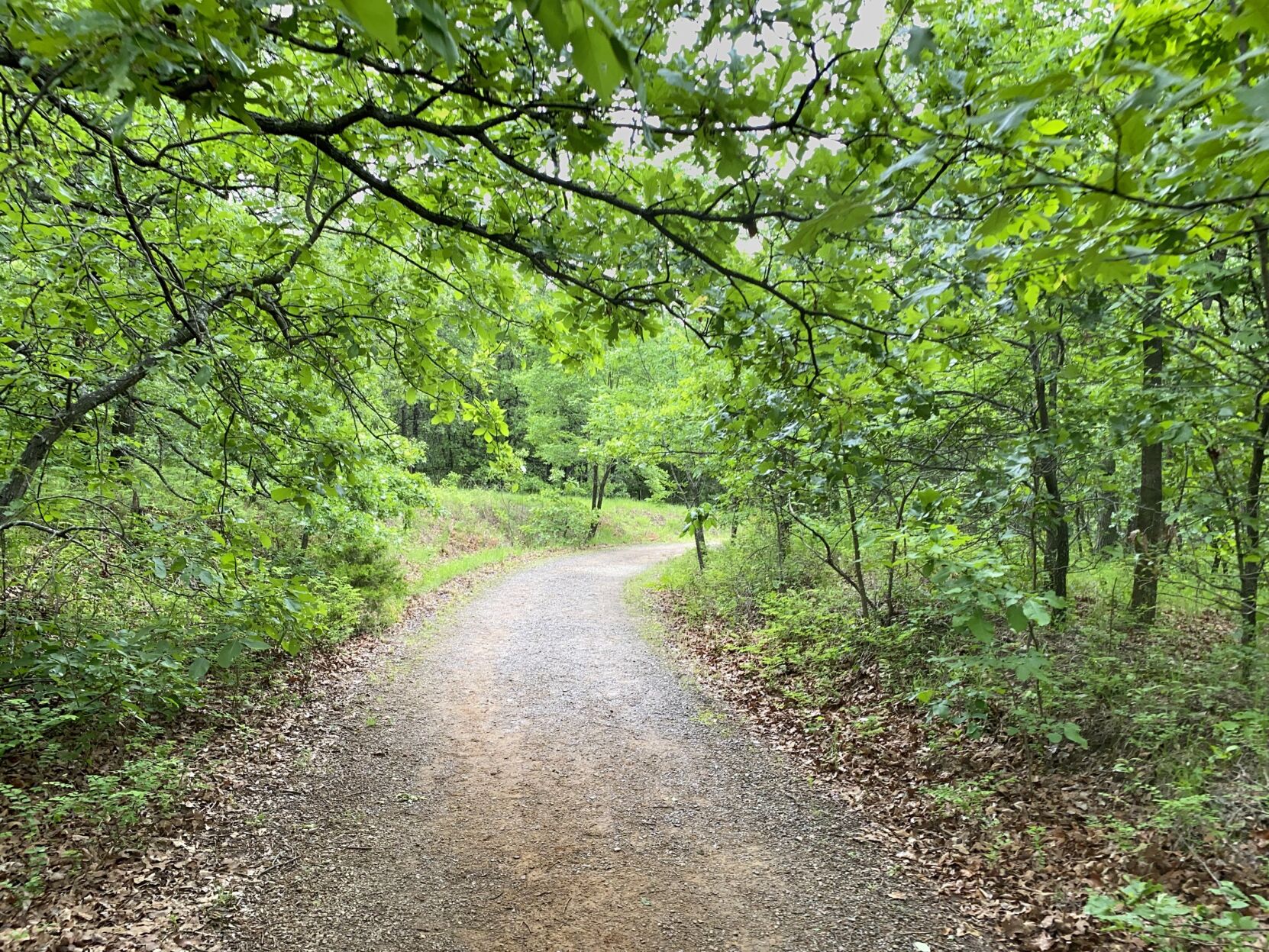 2. Keystone Ancient Forest: Not one to be missed